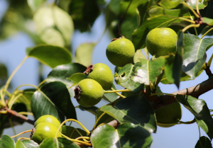 Wildbirne Blütezeit, Standort, Verwendung, Beschreibung