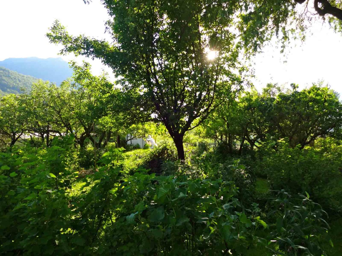 Gartenformen der Permakultur - Wald-, Kompost-, Pilzgarten,