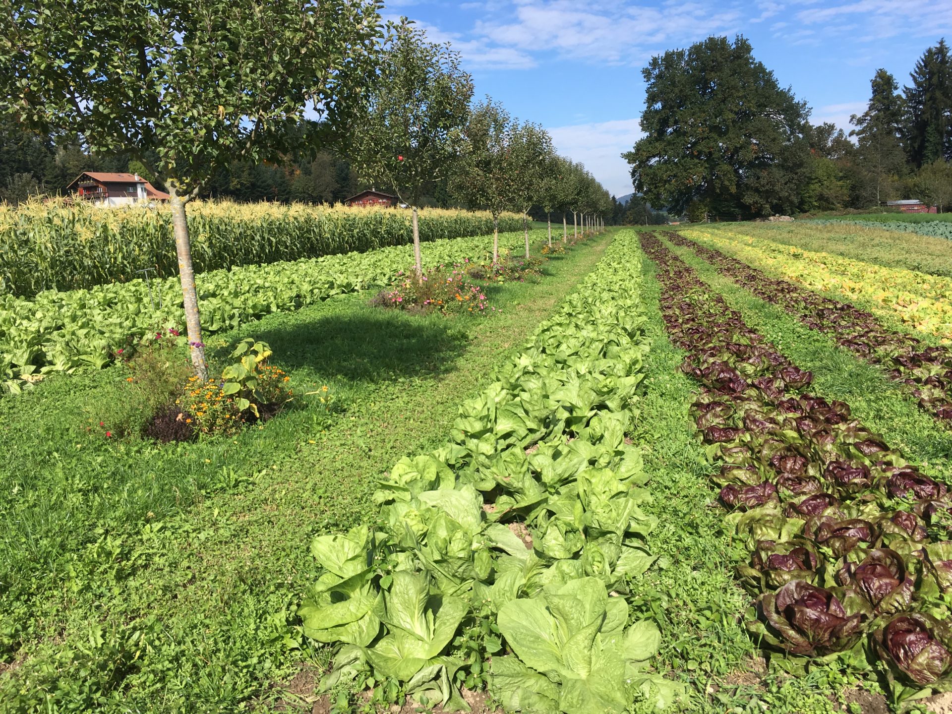 Permakultur-Landwirtschaft | Wissen, Tools Und Projekte