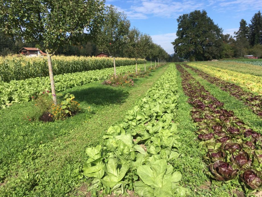 Haenni Noflen Agroforst Biohof