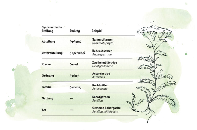 Pflanzenkunde Arten, Sorten, Ordnung und weitere Begriffe