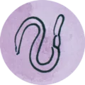 Wurm